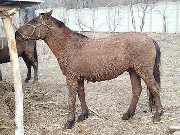 Лошади, кони: Продаю | Конь (самец) | Кара Жорго | На забой, Для разведения, Рабочий | Осеменитель — 10