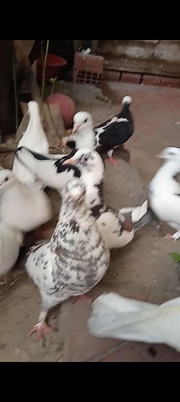 it satiwi: Salam göyərçinlər satılır cutdu göy çil mayadi,qara cilbas — 2