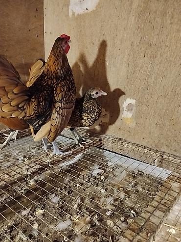 sumqayıtda cücə satışı: Bir cut təmiz qan zibraytlar satilir.Bu ilki saglam — 2