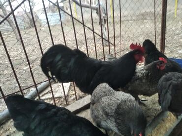 купить кур несушек на птицефабрике: Продаю | Куры, Петух, Цыплята | Для разведения