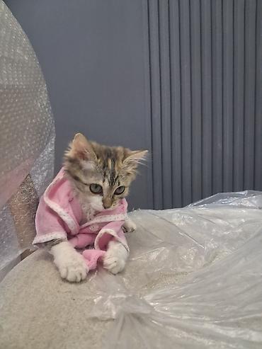 котёнок девочка: Беспородная, 2 месяца, Девочка, Приучена к лотку, Проглистована — 5