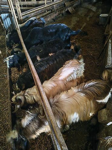 qaz balalari satisi: Kök bordaq çəpişləri. Diri çəki 24-38 arasındadır. Kəsib ünvanınıza — 2