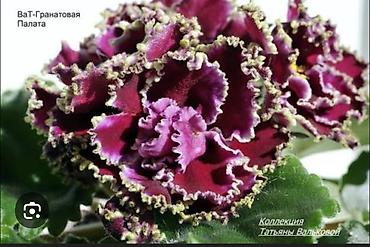 Фиалки и глоксинии: 🌱🌺🌱 Продаю сортовые ДЕТКИ стандартных, трейлерныхмини и полумини — 22
