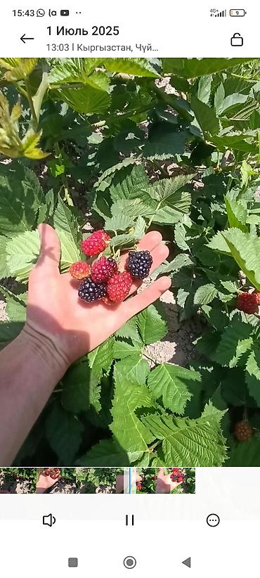 Ежевика: Саженцы ежевики (бесшипные сорта). Сорт Лох Нес Количево 1000 — 1