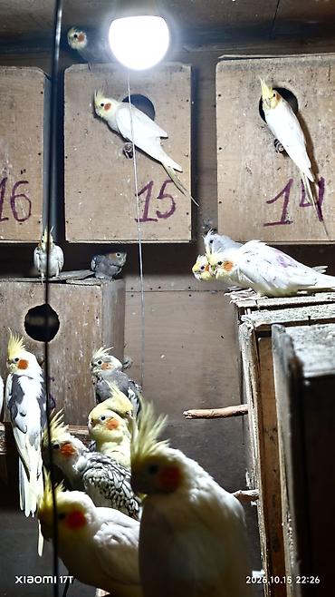 kreditle heyvan satisi: Nimfa (Cockatiel) tutuquşuları – müxtəlif rəng mutasiyaları ilə - — 4