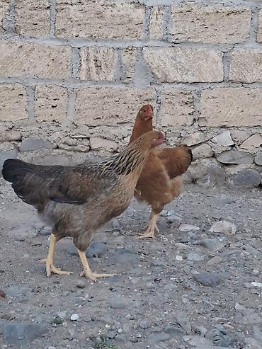 Kənd təsərrüfatı quşları: Toyuq, Yumurtalıq — 1
