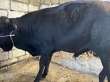 yerli qaz: Satılır: Qara-ağ rəngli inək - Məhsul növü: Mal-qara, inək - Rəng — 4