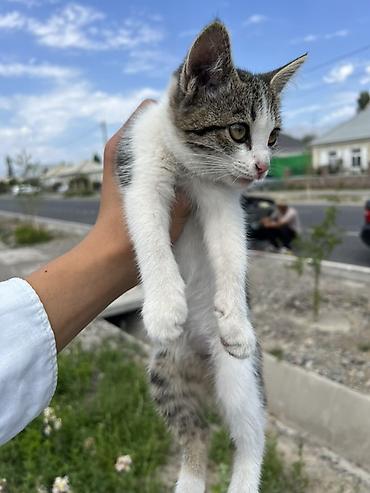 коты бесплатные: Котёнок, окрас бело-тигровый (белые лапки, грудка и мордочка — 2