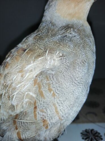 Ptice: Preparirana ptica — 9