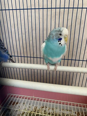 волнистые попугаи бишкек: Продаются попугаи волнистый красивые