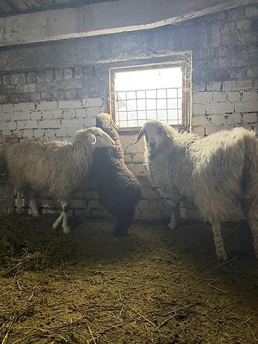 Баран, овца: Продаю | Овца (самка) | На забой, Для разведения | Матка — 5