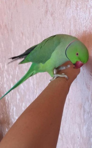 для попугаев in Кыргызстан | ЗООТОВАРЫ: Ожиреловые попугаи хорошо учатся говорить и приручаются к рукам. А так