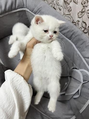 Продажа кошек: Скотиш Страйт (Шотландская прямоухая), 2 месяца, Девочка, Белый, Приучена к лотку — 1