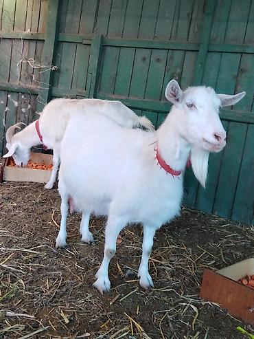 Козы, козлы: Продаю | Коза (самка), Козёл (самец), Козлёнок | Зааненская, Битал | Для разведения, Для молока | Племенные, Котные, Осеменитель — 3