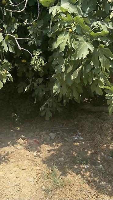 binə mehriban qonşular: 3 sot, Tikinti, Mülkiyyətçi, Kupça (Çıxarış), Texniki pasport — 3