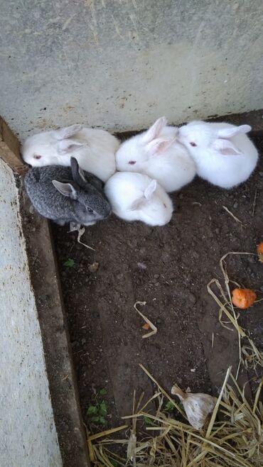 dovşan qiymətləri: Salam yerli dovşanlar balar 5 manat qiymət sondu buyurun
