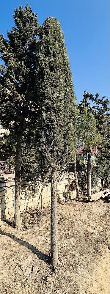 yolka: Şam ağacı "Kiparis" - 20 illik serv agac. Hundurluyu 7-8 metr olar — 3