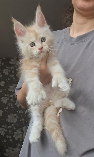 котята мэйн кун: 🐾✨ ШИКАРНЫЕ МАЛЫШИ МЕЙН-КУНОВ ПОЛИДАКТОВ ✨🐾 Эксклюзивные пушистики с — 2