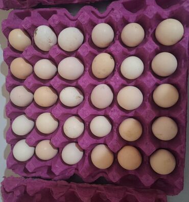 газовый обогреватель для дачи: Xarkov qan xarkovdu isteyen olsa toyuqlarda wekilleini ata bilerem lalafo.az -da газовый обогреватель для дачи: Xarkov qan xarkovdu isteyen olsa toyuqlarda wekilleini ata bilerem