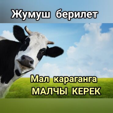 строитель керек: Талап кылынат Малчы, Төлөм Келишим түрдө, Тамактануу