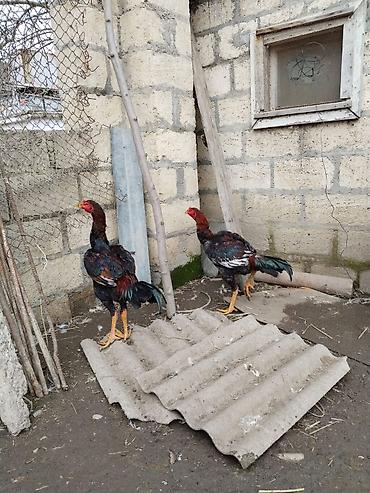 Xoruzlar: Məhsul:: 3 ədəd xoruz 2 beçə bir xoruz istəyən gəlib atasının ayağını — 10