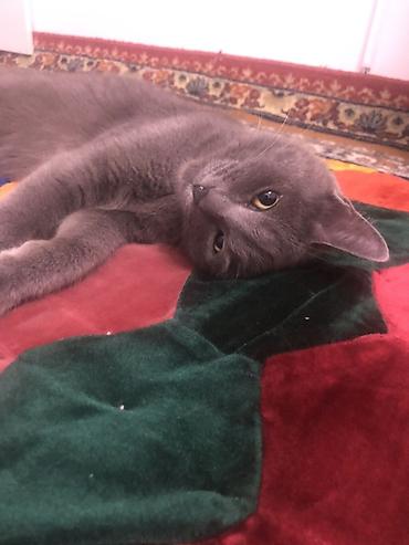 Продажа кошек: Жибек жолу 462 Британская короткошёрстная кошка, окрас сплошной серый — 9