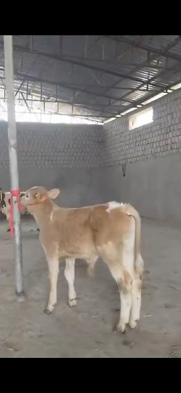 Dana, buzov: 2 ay yarimliq temiz saf qan simental dana erkək prablemi yoxdu yem ot -da lalafo.az — 5 Dana, buzov: 2 ay yarimliq temiz saf qan simental dana erkək prablemi yoxdu yem ot — 5