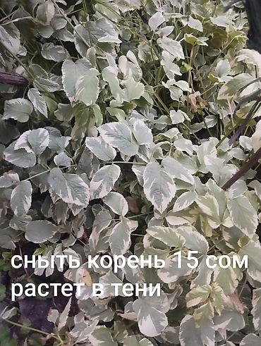 Другие комнатные растения: Комнатные растения 1) Сансевиерия (сансевьера, «тещин язык») - — 16