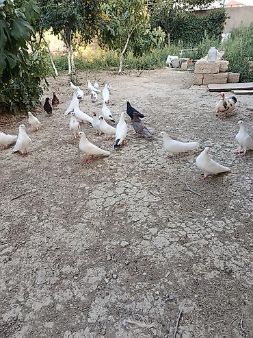 goyerçin: Məhsul: Ev təsərrüfatı üçün göyərçinlər (qrup halında) Təsvir: - Bir — 3