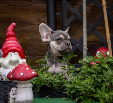 Psi: Na prodaju prelepi i preslatki štenci francuskog buldoga u exotic — 3