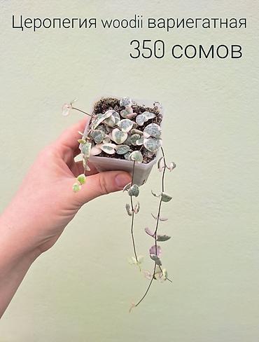 Другие комнатные растения: • Комнатные растения (укоренённые черенки/детки/молодые — 13