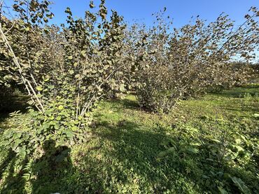 Torpaq sahələrinin satışı: 43 sot, Tikinti, Mülkiyyətçi, Kupça (Çıxarış) -da lalafo.az — 2 Torpaq sahələrinin satışı: 43 sot, Tikinti, Mülkiyyətçi, Kupça (Çıxarış) — 2