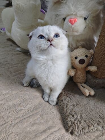 в добрые руки собаку: Шотладская вислоухая