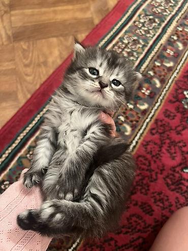 красивые кошки: Котёнок серого окраса (серебристый табби), пушистый, с мягкой густой — 1