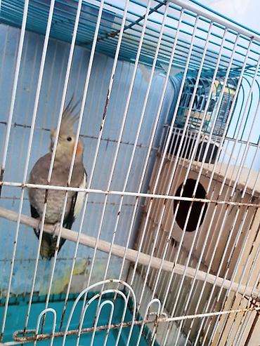 lələkli heyvanlar: Nimfa (cockatiel) tutuquşu – sultan toyuğu cinsindən, başında xas — 4