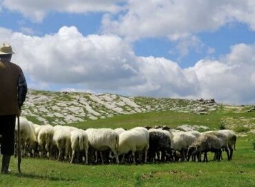 Пастухи: Требуется Пастух, Оплата Ежемесячно, Проживание