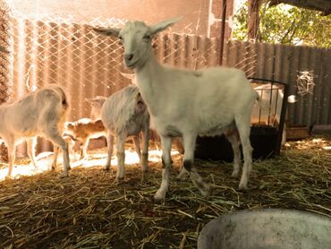 Козы, козлы: Продаю | Коза (самка) | Зааненская, Битал — 28