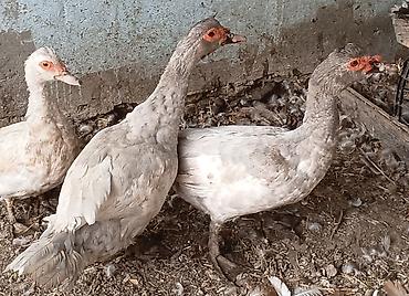 super alabay kl type 1: Erkək, | Lal ördək, Damazlıq — 6