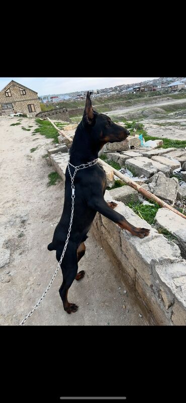 İtlər: Doberman, 1 il, Erkek, Peyvəndli, Ünvandan götürmə