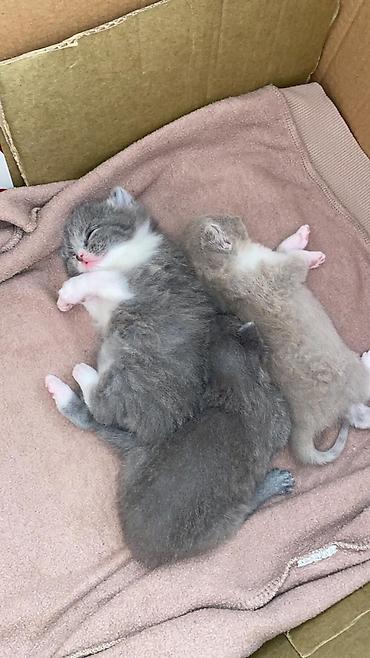 Pişiklər: Şotland — 5