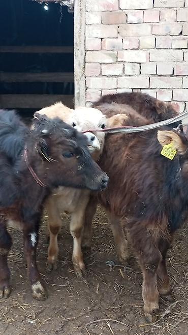 Коровы, быки: Продаю | Тёлка — 1