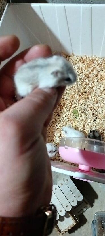 Gəmiricilər: Salam gördüyünüz cunqar hemsdırları sahipləndirilir kariçnivi ananın 4 — 10