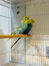 Птицы: Молодежь волнистых папугаев оптом и в розницу)насчёт доставки — 11