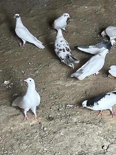 xaski balasi ucuz qiymete: Salam şekilde olan bütün heyvanlar satliq qiymetler ferqlidi hopdum — 3