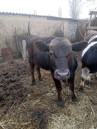 Коровы, быки: Продаю | Бык (самец) | На откорм — 11