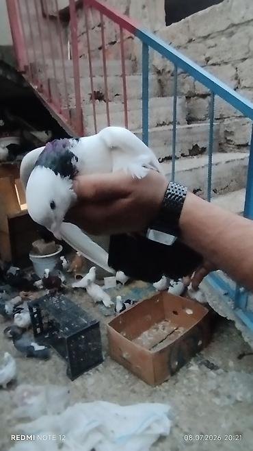 göyərçin satılır: Göyərçinlər satılır – müxtəlif rəng və növlər. - Ağ, qara-ağ, boz-ağ — 10