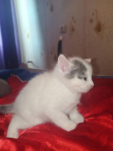 Pişiklər: Yaxşı əllərə — 9