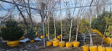 Искусственные ёлки: Ёлка,сосна,голубые ели,пихта,берёза — 10