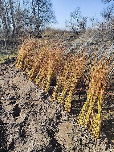 Клён: Продаю разное декоративный дерево .(Viburnum opulus) – для живых — 17