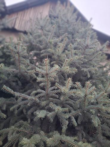 Декоративные деревья: Саженцы деревьев: Ели — 24